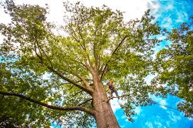 Best Tree Preservation Services  in Newport, OH