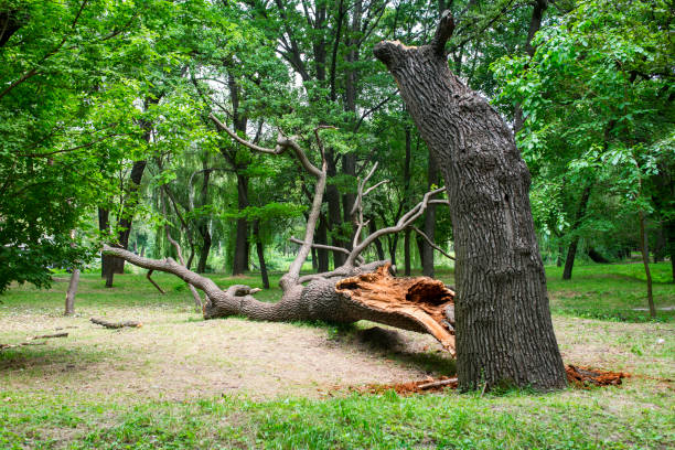 Newport, OH Tree Care Company