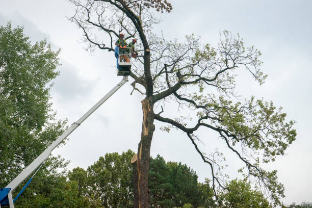How Our Tree Care Process Works  in  Newport, OH