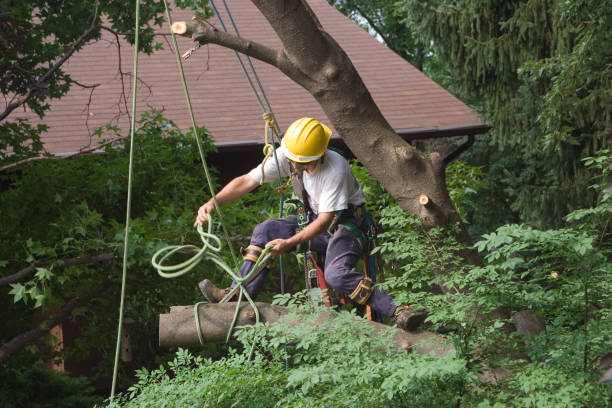 Newport, OH Tree Care Company